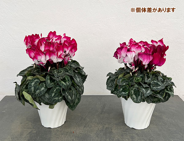 25-12:シクラメン:インディアカ マゼンタ5号鉢植え・矢澤清三氏