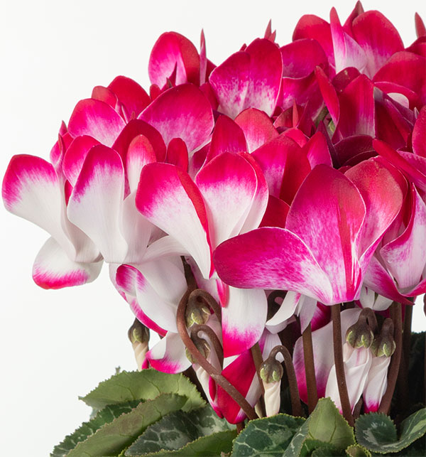 25-12:シクラメン:インディアカ マゼンタ5号鉢植え・矢澤清三氏