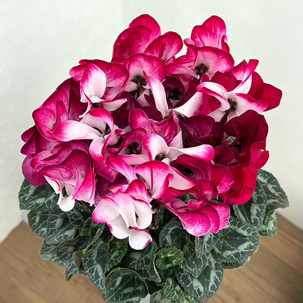 25-12:シクラメン:インディアカ マゼンタ5号鉢植え・矢澤清三氏