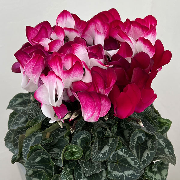 25-12:シクラメン:インディアカ マゼンタ5号鉢植え・矢澤清三氏