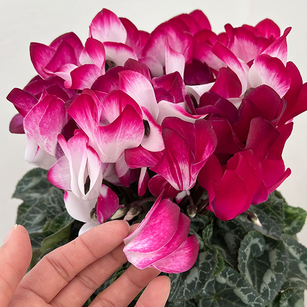 25-12:シクラメン:インディアカ マゼンタ5号鉢植え・矢澤清三氏