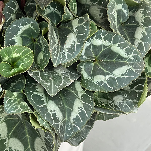 25-12:シクラメン:インディアカ マゼンタ5号鉢植え・矢澤清三氏