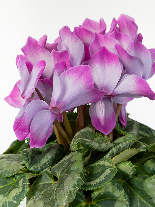 25-13:シクラメン:ミスティ5号鉢植え・坂本ティアムチャイ氏