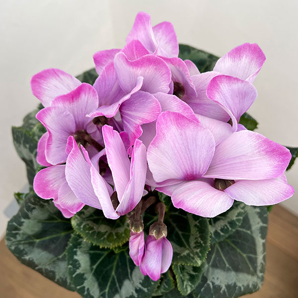 25-13:シクラメン:ミスティ5号鉢植え・坂本ティアムチャイ氏