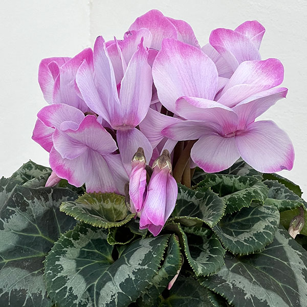 25-13:シクラメン:ミスティ5号鉢植え・坂本ティアムチャイ氏