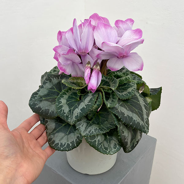 25-13:シクラメン:ミスティ5号鉢植え・坂本ティアムチャイ氏