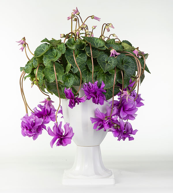 25-14：シクラメン：チモ　ローゼスブルー八重・枝垂れ万重咲き6号鉢植え・金澤美浩氏