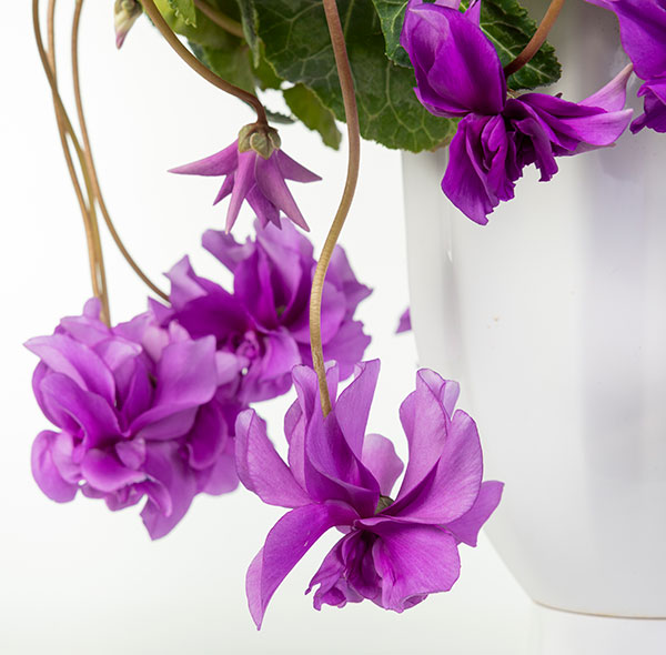 25-14：シクラメン：チモ　ローゼスブルー八重・枝垂れ万重咲き6号鉢植え・金澤美浩氏