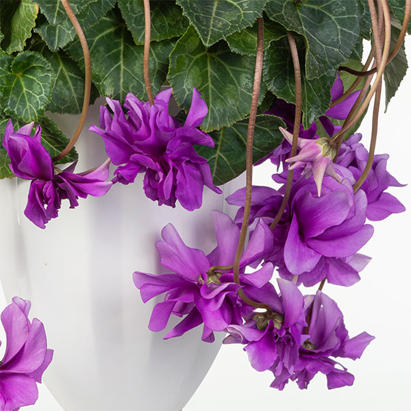 25-14：シクラメン：チモ　ローゼスブルー八重・枝垂れ万重咲き6号鉢植え・金澤美浩氏