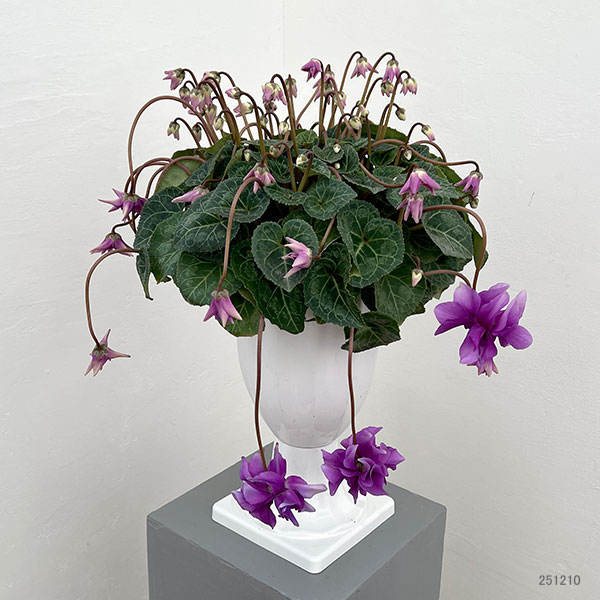 25-14：シクラメン：チモ　ローゼスブルー八重・枝垂れ万重咲き6号鉢植え・金澤美浩氏