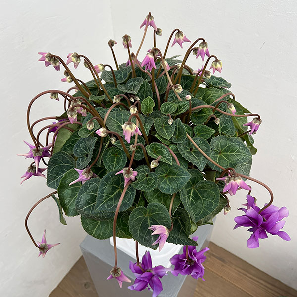 25-14：シクラメン：チモ　ローゼスブルー八重・枝垂れ万重咲き6号鉢植え・金澤美浩氏