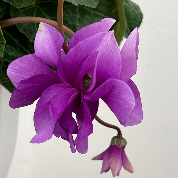 25-14：シクラメン：チモ　ローゼスブルー八重・枝垂れ万重咲き6号鉢植え・金澤美浩氏