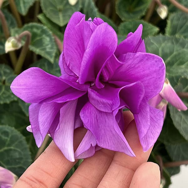 25-14：シクラメン：チモ　ローゼスブルー八重・枝垂れ万重咲き6号鉢植え・金澤美浩氏