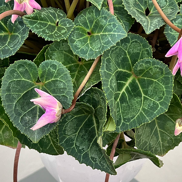 25-14：シクラメン：チモ　ローゼスブルー八重・枝垂れ万重咲き6号鉢植え・金澤美浩氏