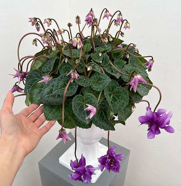 25-14：シクラメン：チモ　ローゼスブルー八重・枝垂れ万重咲き6号鉢植え・金澤美浩氏