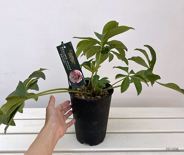 高正園さんのクリスマスローズ:シングル ネクターピコティ5号ポット