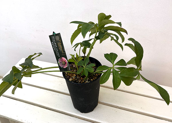 高正園さんのクリスマスローズ:シングル ネクターピコティ5号ポット