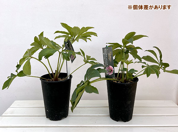 高正園さんのクリスマスローズ:シングル ネクターピコティ5号ポット