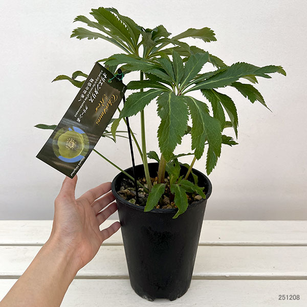 高正園さんのクリスマスローズ:シングル グリーン系5号ポット