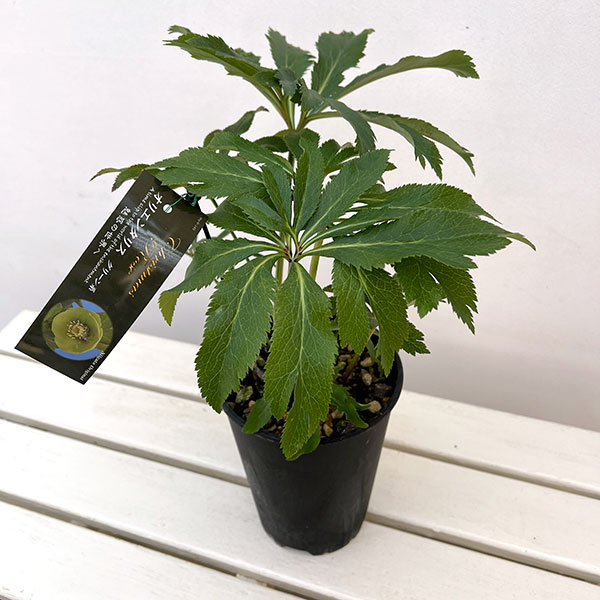 高正園さんのクリスマスローズ:シングル グリーン系5号ポット