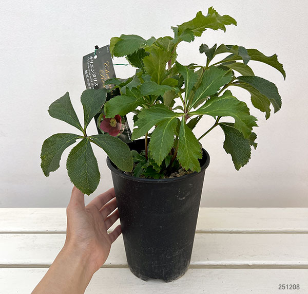 高正園さんのクリスマスローズ:シングル レッド系5号ポット