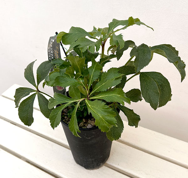 高正園さんのクリスマスローズ:シングル レッド系5号ポット