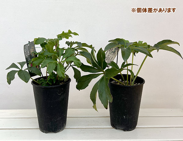 高正園さんのクリスマスローズ:シングル レッド系5号ポット