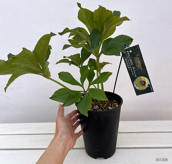 高正園さんのクリスマスローズ:シングル イエローフラッシュ5号ポット