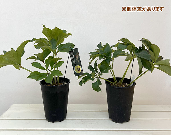 高正園さんのクリスマスローズ:シングル イエローフラッシュ5号ポット