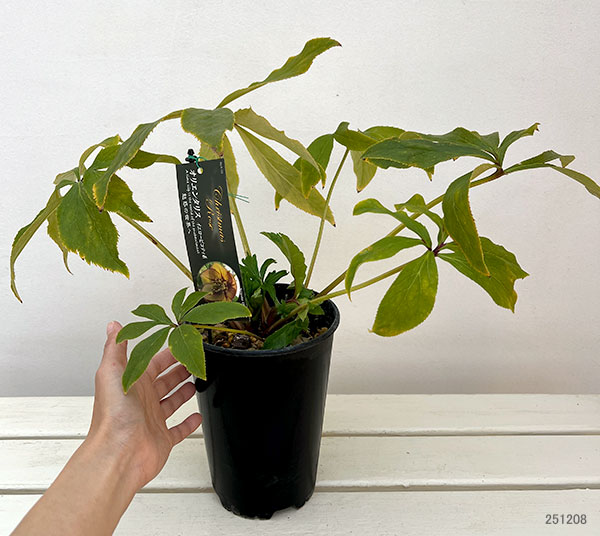 高正園さんのクリスマスローズ:シングル イエローピコティ5号ポット