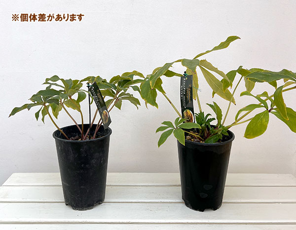 高正園さんのクリスマスローズ:シングル イエローピコティ5号ポット