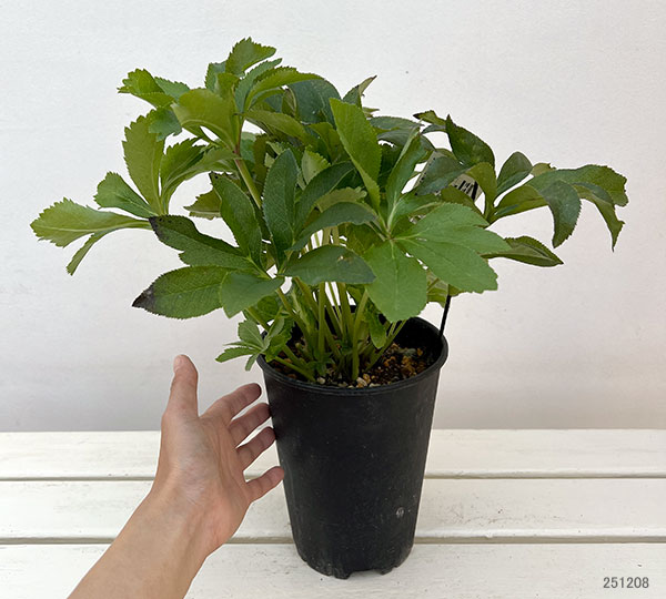 高正園さんのクリスマスローズ:シングル ピンク系5号ポット