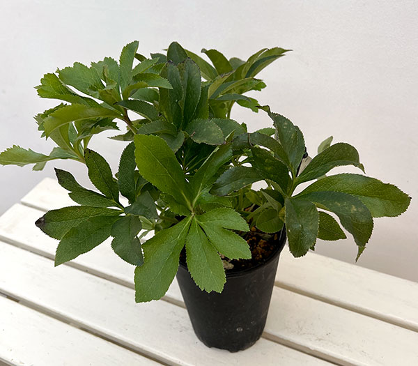 高正園さんのクリスマスローズ:シングル ピンク系5号ポット