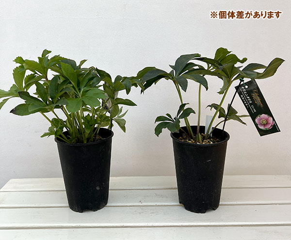 高正園さんのクリスマスローズ:シングル ピンク系5号ポット