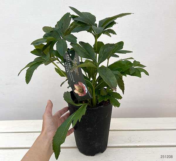 高正園さんのクリスマスローズ:シングル オレンジアプリコット系5号ポット