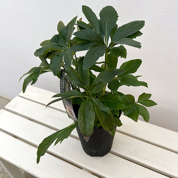 高正園さんのクリスマスローズ:シングル オレンジアプリコット系5号ポット