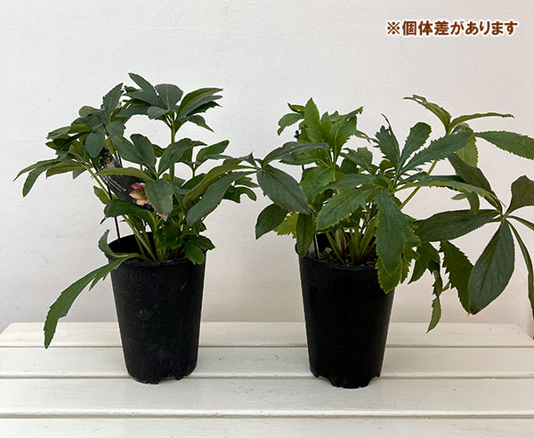 高正園さんのクリスマスローズ:シングル オレンジアプリコット系5号ポット