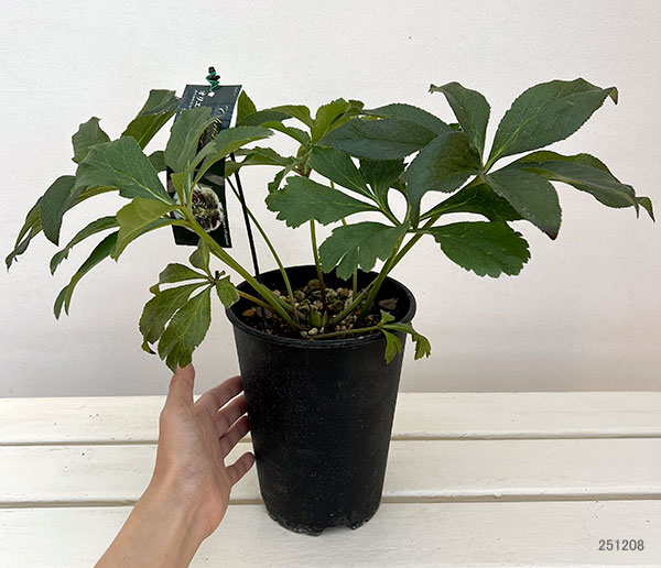 高正園さんのクリスマスローズ:シングル ホワイトスポット系5号ポット