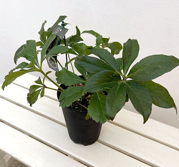 高正園さんのクリスマスローズ:シングル ホワイトスポット系5号ポット