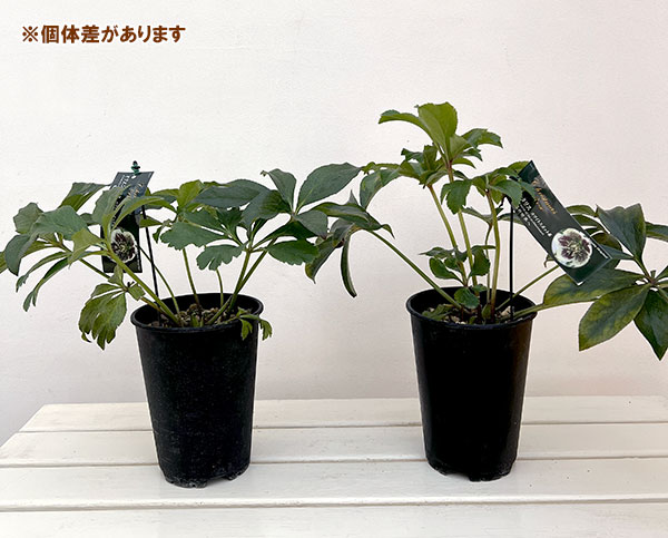 高正園さんのクリスマスローズ:シングル ホワイトスポット系5号ポット