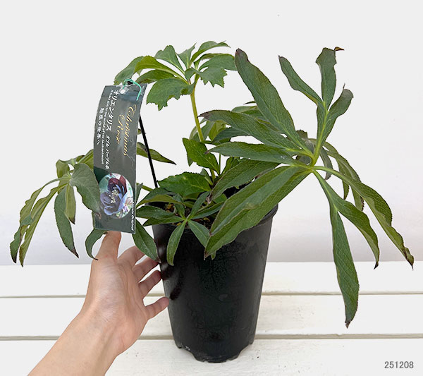 高正園さんのクリスマスローズ:ダブル パープル5号ポット