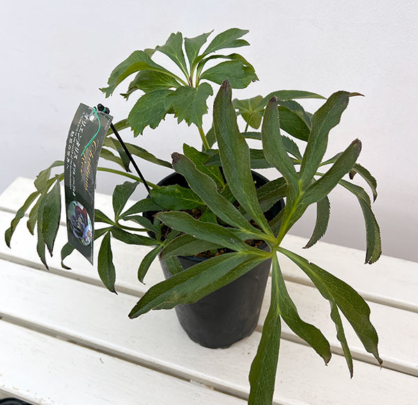 高正園さんのクリスマスローズ:ダブル パープル5号ポット