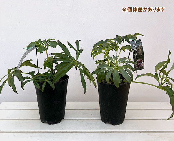 高正園さんのクリスマスローズ:ダブル パープル5号ポット