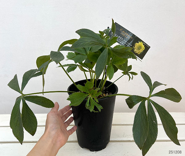 高正園さんのクリスマスローズ:ダブル イエロー5号ポット