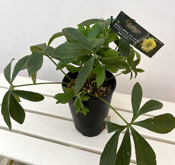 高正園さんのクリスマスローズ:ダブル イエロー5号ポット