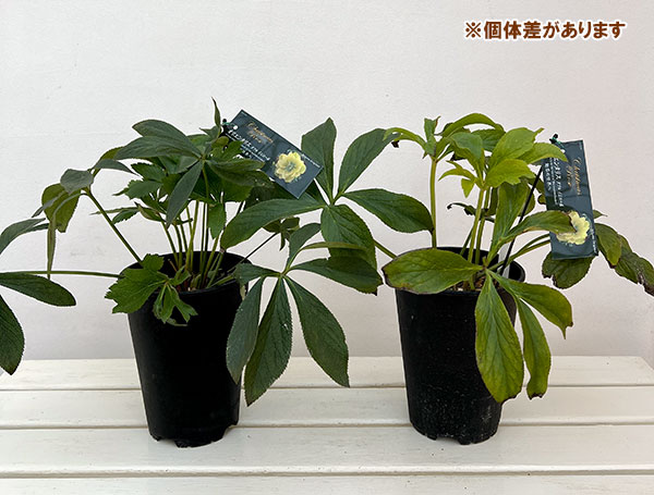 高正園さんのクリスマスローズ:ダブル イエロー5号ポット