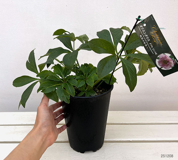 高正園さんのクリスマスローズ:ダブル ピンク5号ポット