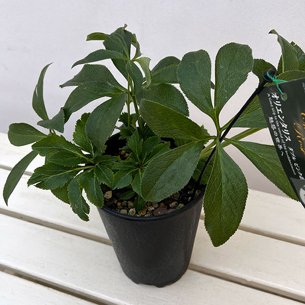 高正園さんのクリスマスローズ:ダブル ピンク5号ポット