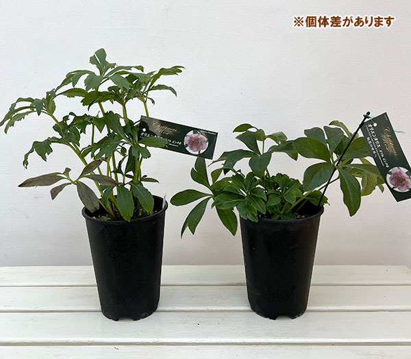 高正園さんのクリスマスローズ:ダブル ピンク5号ポット