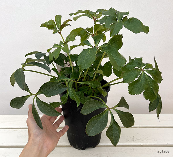 高正園さんのクリスマスローズ:ダブル レッド5号ポット